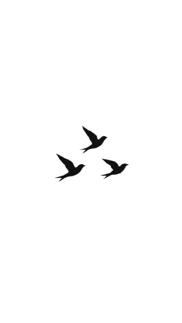 Flock of Birds Flying